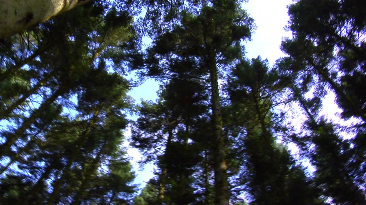 Bois de Lune
