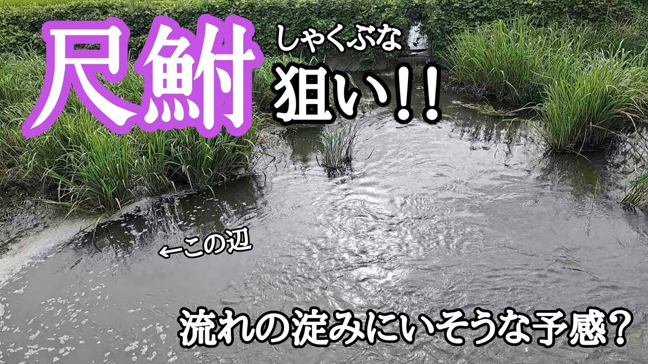 【鮒釣り】万能竿で狙うは尺鮒(しゃくぶな)！！30cm超えは釣れるのか？？