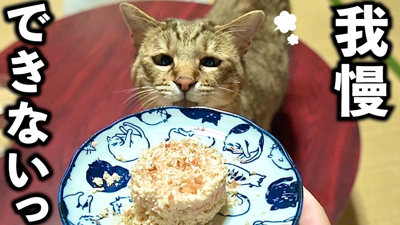 【一心不乱】元野良猫に猫まんまを作ったらすごい事に！【庭に住みついた野良猫を家猫へ】