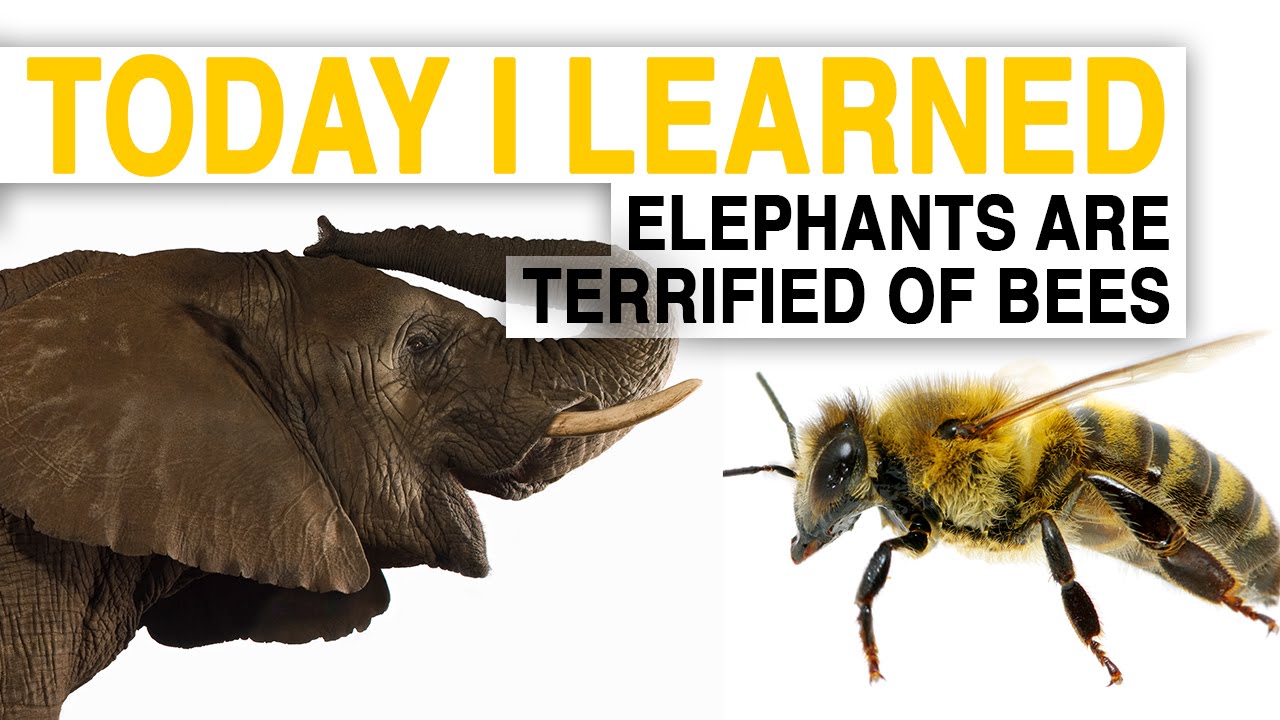 TIL: Bees Could Help Save Elephants&mdash;By Scaring Them | Today I Learned