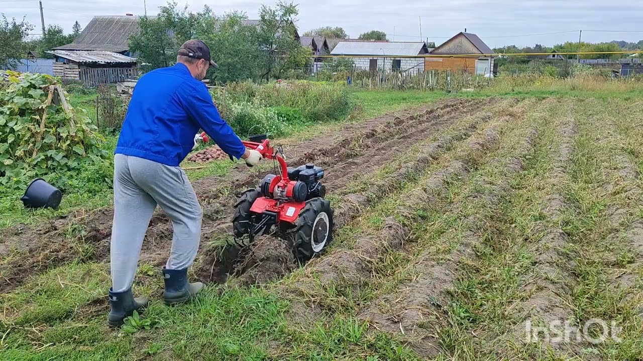Мотоблок Агат. Копка картошки. Сезон 2025.