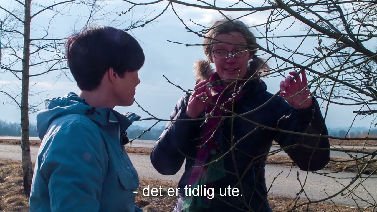 Humlene og seljetreet! Forskervideo med professor Anne Sverdrup-Thygeson ved NMBU