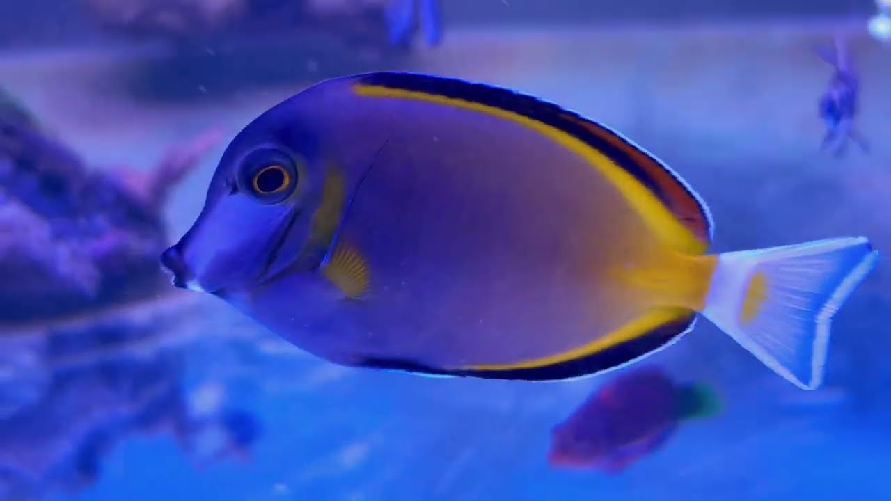 Mein Meerwasseraquarium Update 03/25 - Led Orphek macht ein guten Job