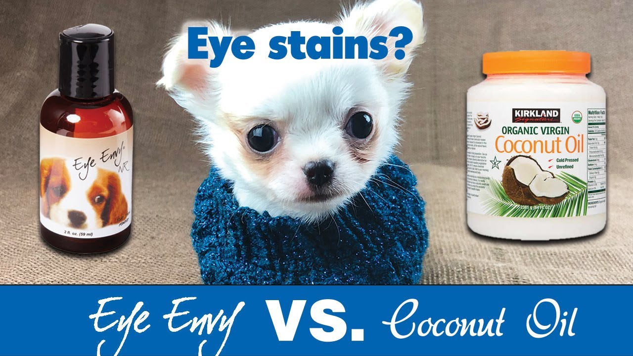 Let's do a test to remove eye stain - Eye Envy vs Coconut Oil | Sweetie Pie Pets by Kelly Swift