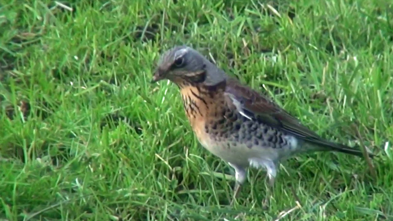 Winter Thrushes - 2015.01 - tewbirds @ Eyebrook