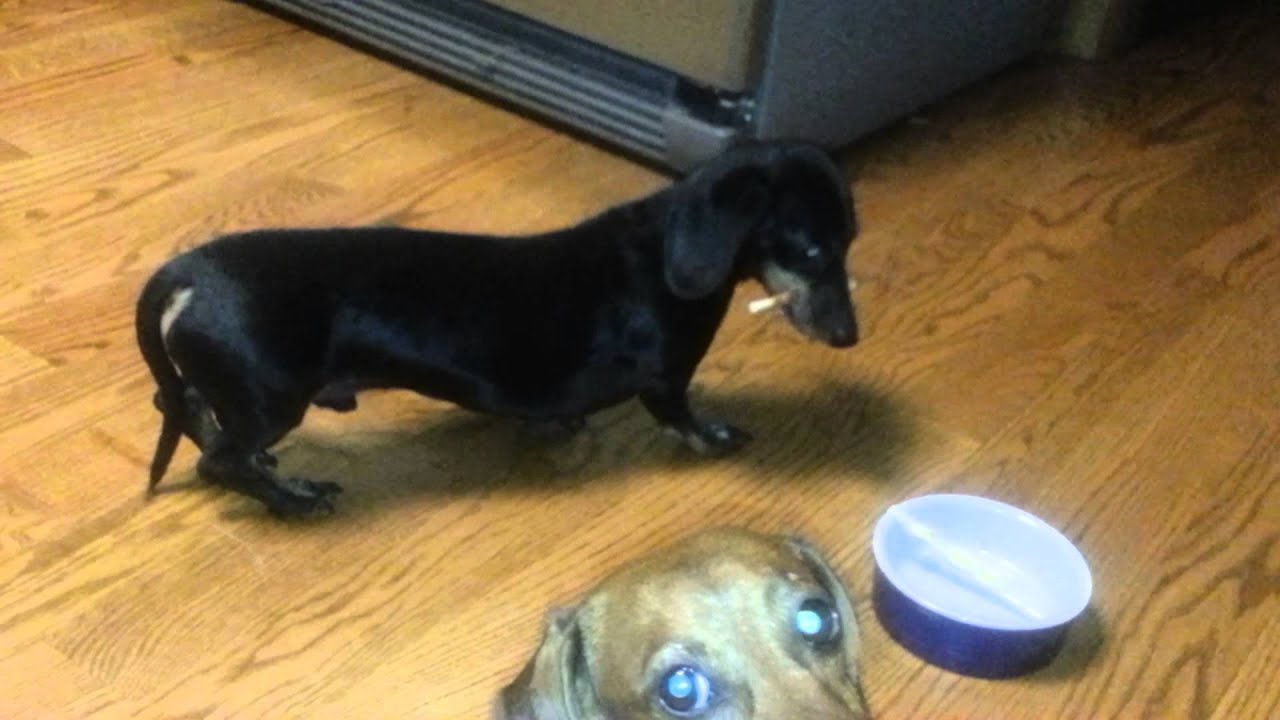 wiener dog ninja tactics