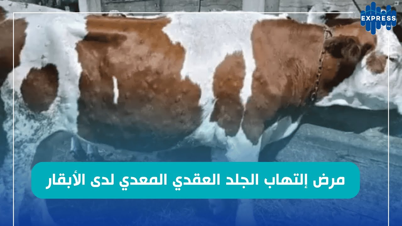 مرض إلتهاب الجلد العقدي المعدي لدى الأبقار
