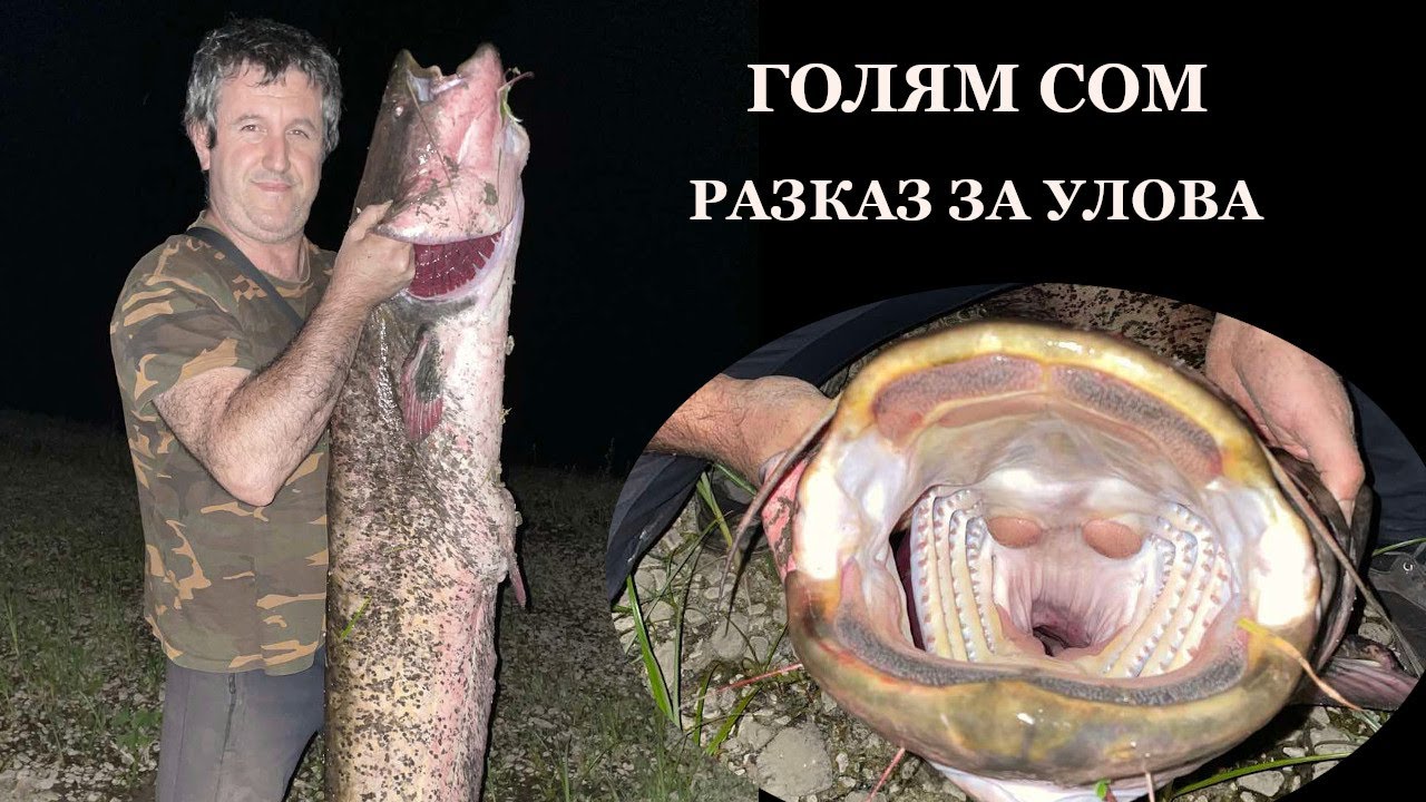 Улов на Голям Сом на Воблер - Кратък Разказ / Catch of a Big Catfish on Lure - Short Story