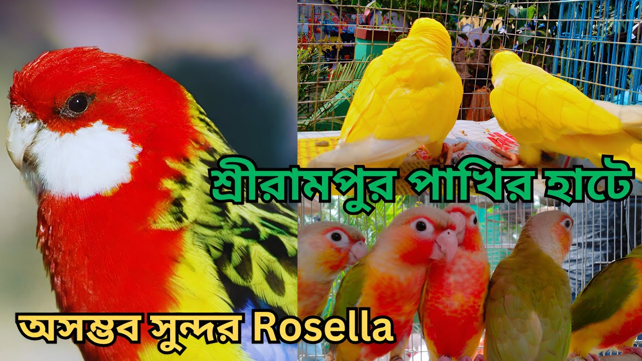 Serampore pakhir haat 💥| 🔥 Resent Birds Price Update | Rosella Parrot | Ep- 73 | #pets #kabutar