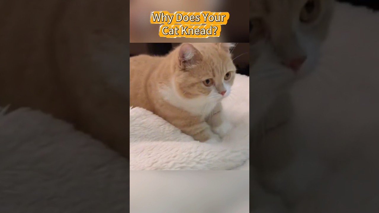 Why Does Your Cat Knead? #cat #catvideos #cats #catcuriosity