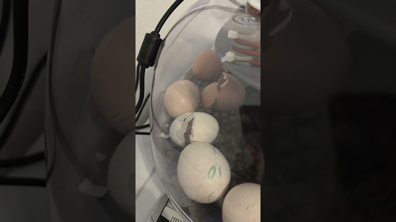 Day 21 HATCH DAY 🥚🐣🐥🐤 more video of hatching! 