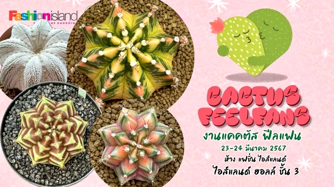 Tour Cactus Fair : 🌵🎉💕 Cactus feel fans @Fashion Island ,Thailand 23-24 March 2024 | So beautiful