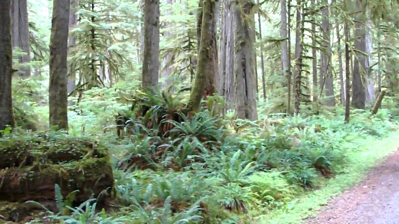 Carbon River Road
