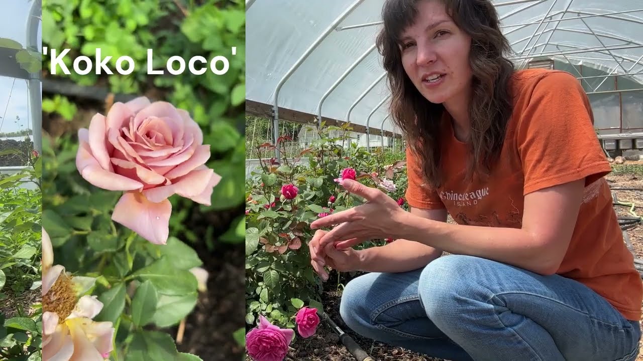 [Part 2] Growing Roses as Cut Flowers in the Midwest Using Minimal Inputs | The High Tunnel Project