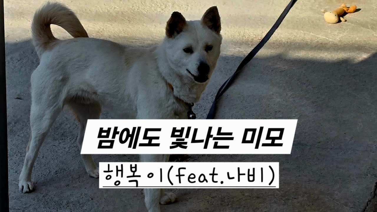 밤에도 빛나는 미모, 행복이(feat.나비)