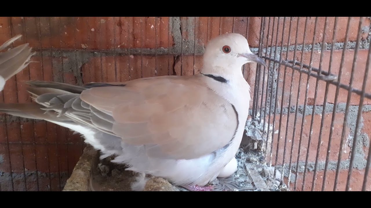معرفة الذكر من الانثى وسنهم  ومعرفة الشباب و الشباب والزغاليل عند الشراء فديو مهم جدااا