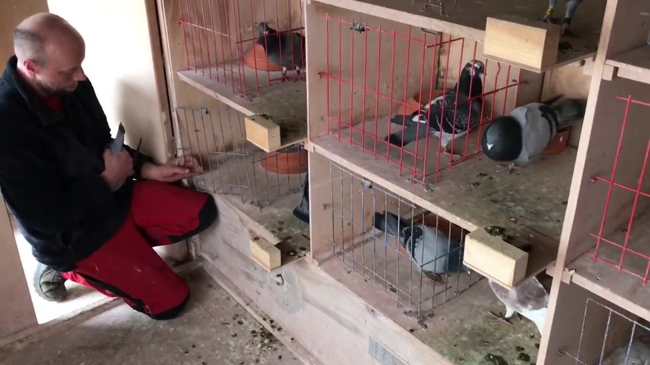 Belgian Racing Pigeons : Final Training Flight Before The Races