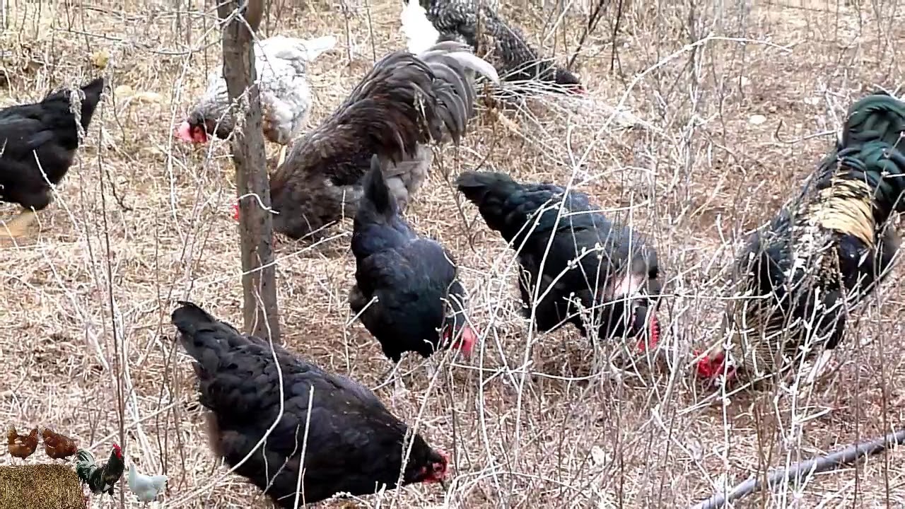 Backyard chicken - Free Range Chickens   - AGROKOTA.GR