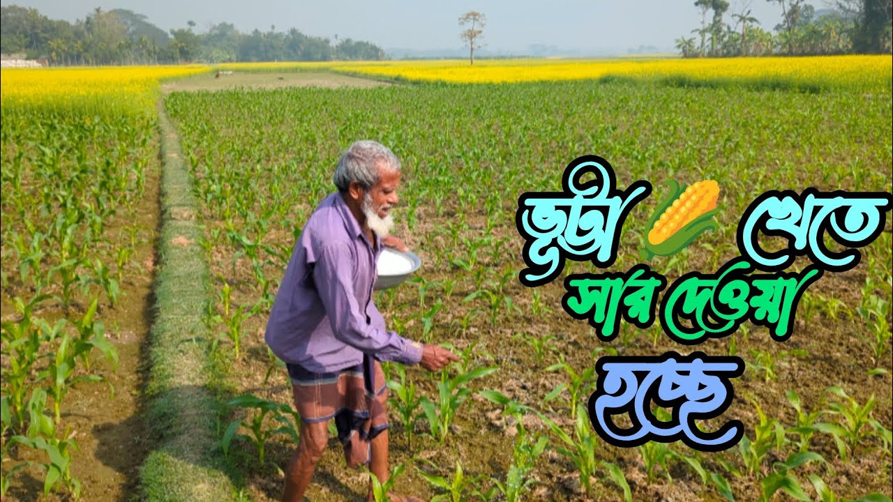 গ্রামের পরিবেশে ভূট্টা 🌽 ক্ষেতে সার দেওয়া হচ্ছে//ভিডিও টি সম্পুর্ণ দেখুন 