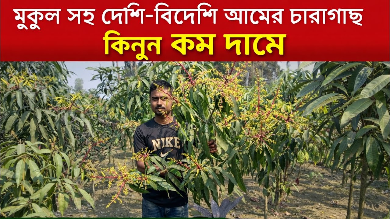মুকুলসহ দেশি-বিদেশি বিভিন্ন জাতের কলমের আমের চারাগাছ কিনুন | সীমিত মূল্যে সারাদেশে কুরিয়ার ডেলিভারি