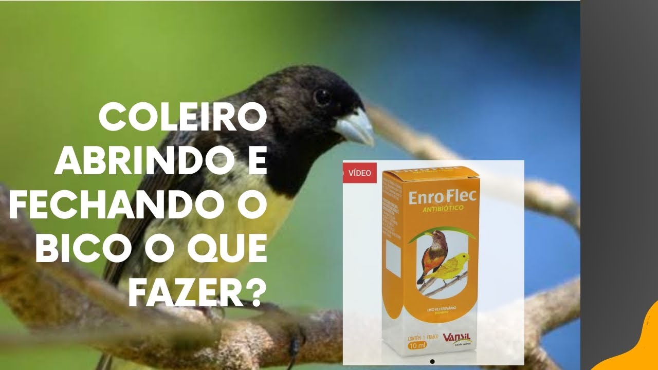 COLEIRO ABRINDO E FECHANDO O BICO, O QUE FAZER?