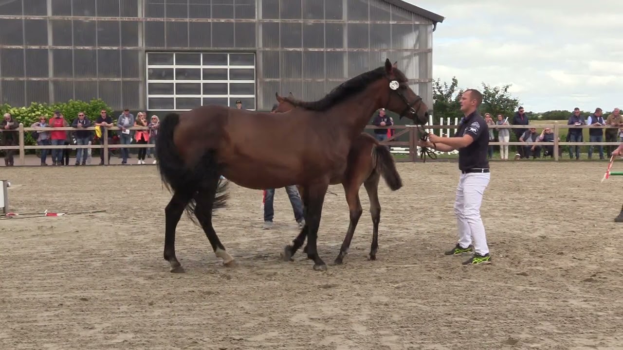 Holsteiner Fohlenschau F&ouml;hr 2022 | HF | Tobago Z x Numero Uno x Quidam | 242 | Gerd Ohlsen