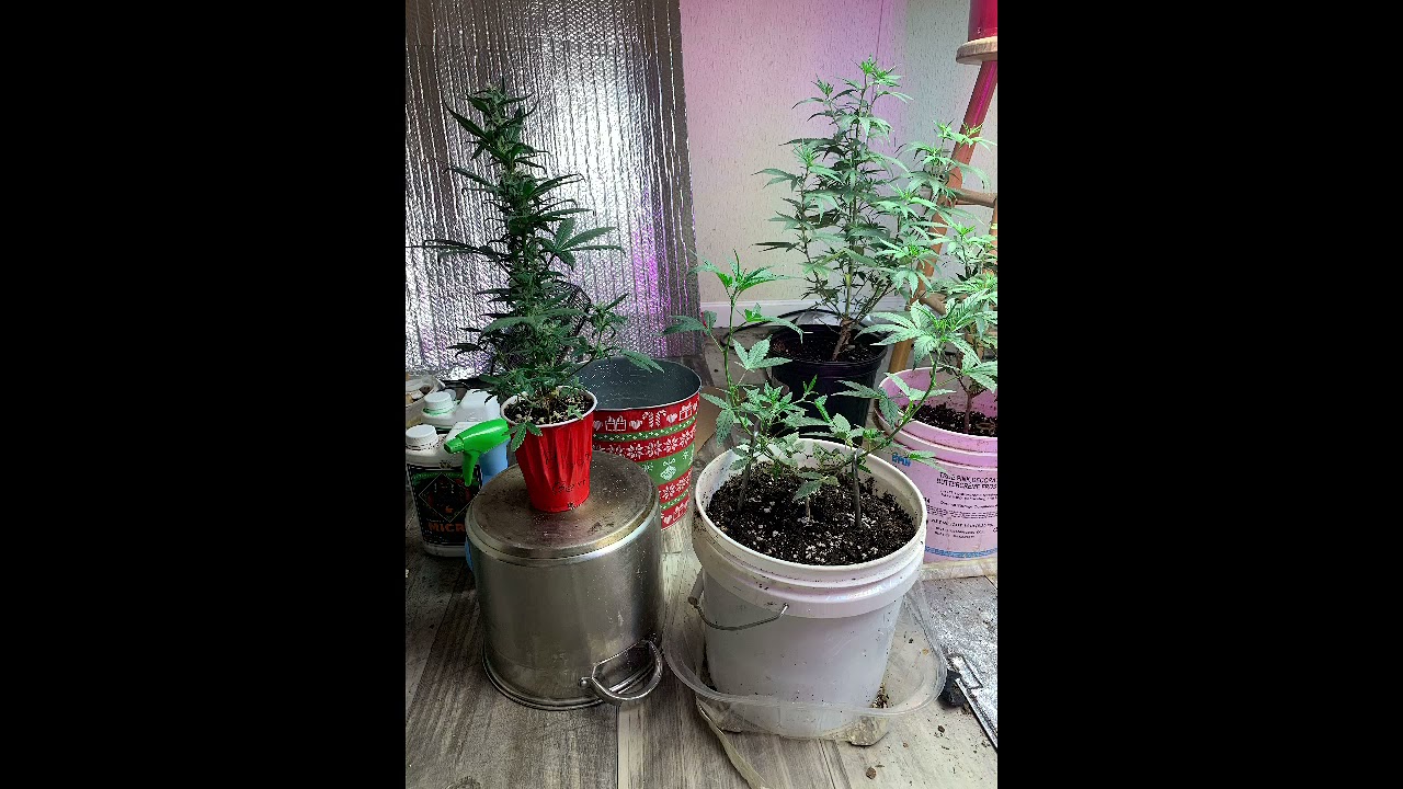 #indoorgrow #t5 #cannabis My T5 indoor grow room setup and update on plants (my 3rd grow)