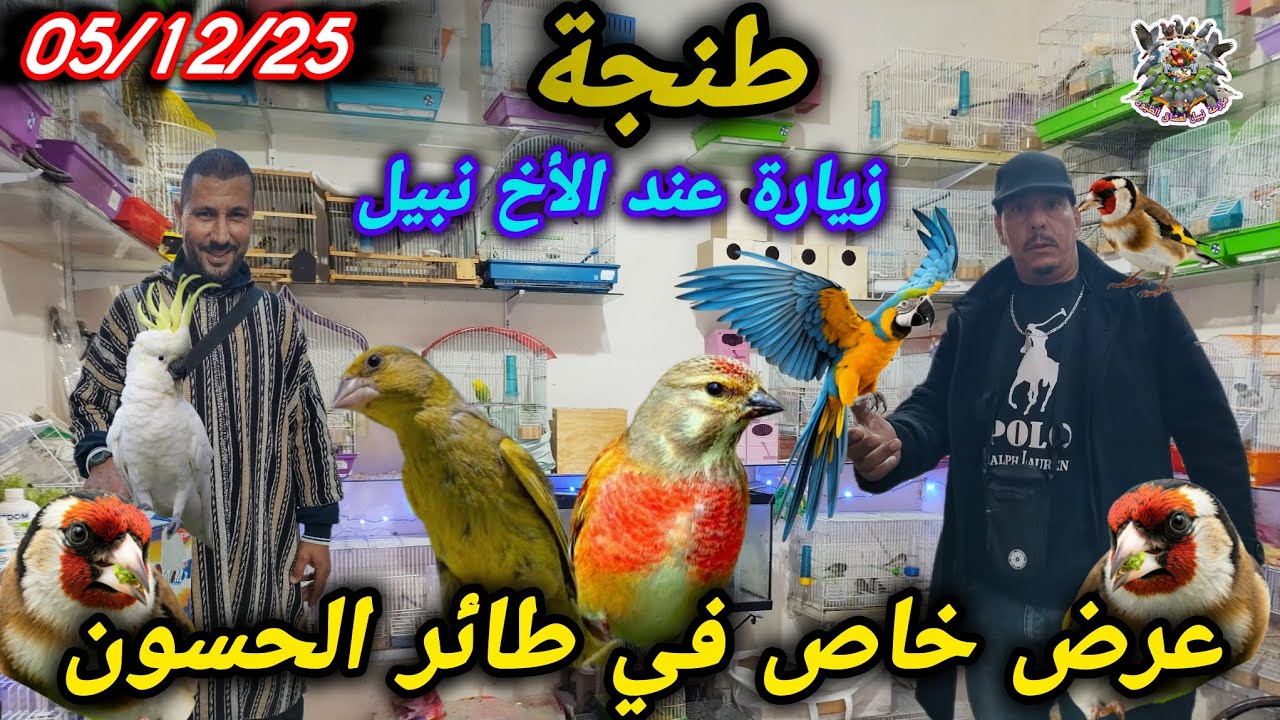 ​👑 ملك الحسون يفتح أبوابه جولة داخل محل نبيل طيور للمحترفين بأسعار المبتدئين 💯✨