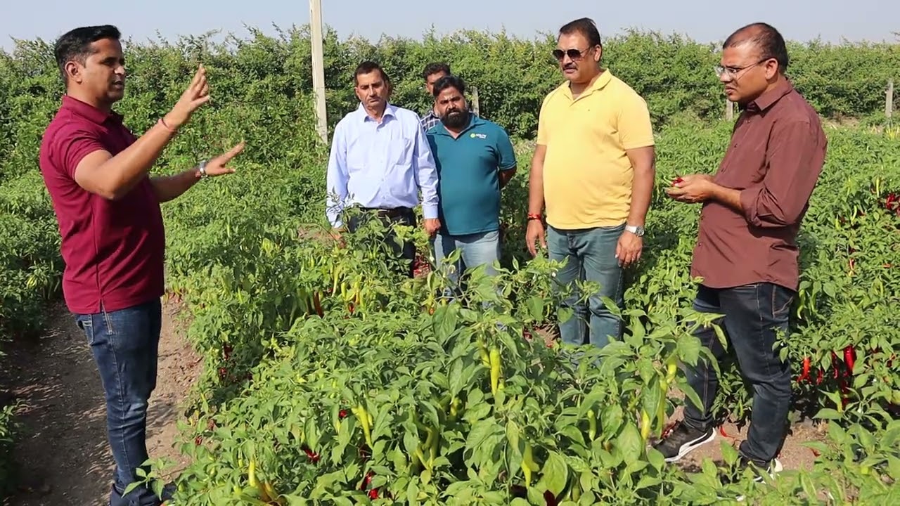 गुजरात के किसान हाइवेज कंपनी सोनिया मिर्च से अमीर बन रहे हैं।