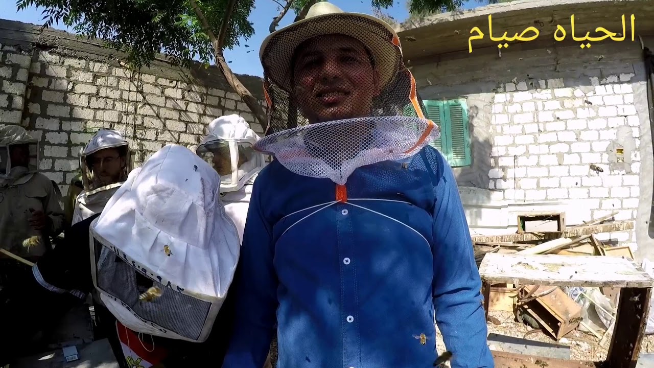 فرز عسل زهرة البرسيم ٢٠٢٠