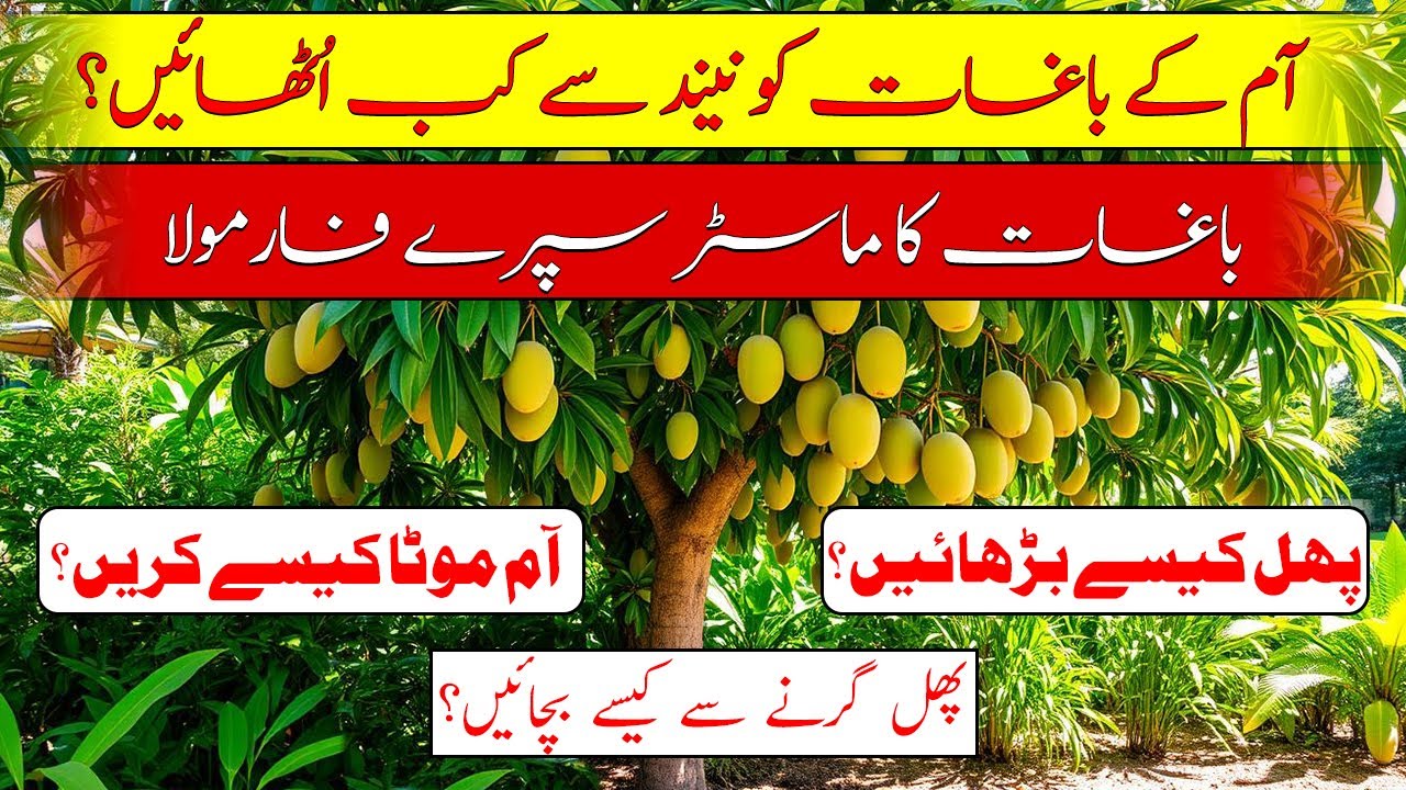 Mango orchard dormancy| How to increase mango fruits| Mango farming in Pakistan|آم باغات کی ڈورمینسی