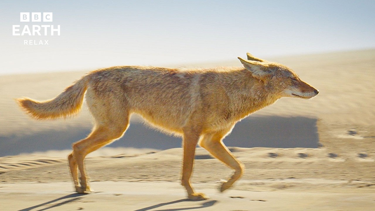 Coyotes In The Baja Desert | Calm Wildlife & Nature Ambience | BBC Earth Relax