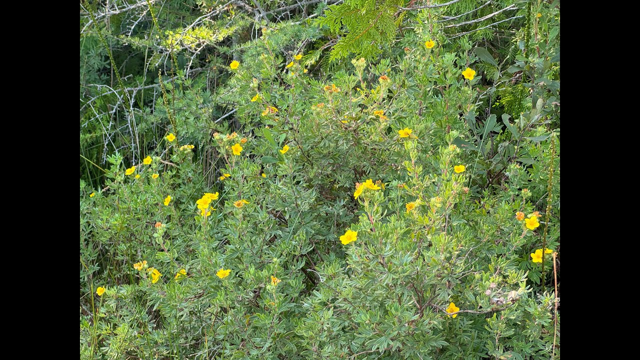 Mondays with Martha #218 - Native Lakeshore Shrubs - Shrubby Cinquefoil