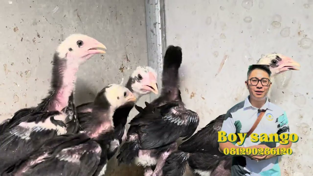 Boy review anak ayam 1 bulan july 2023