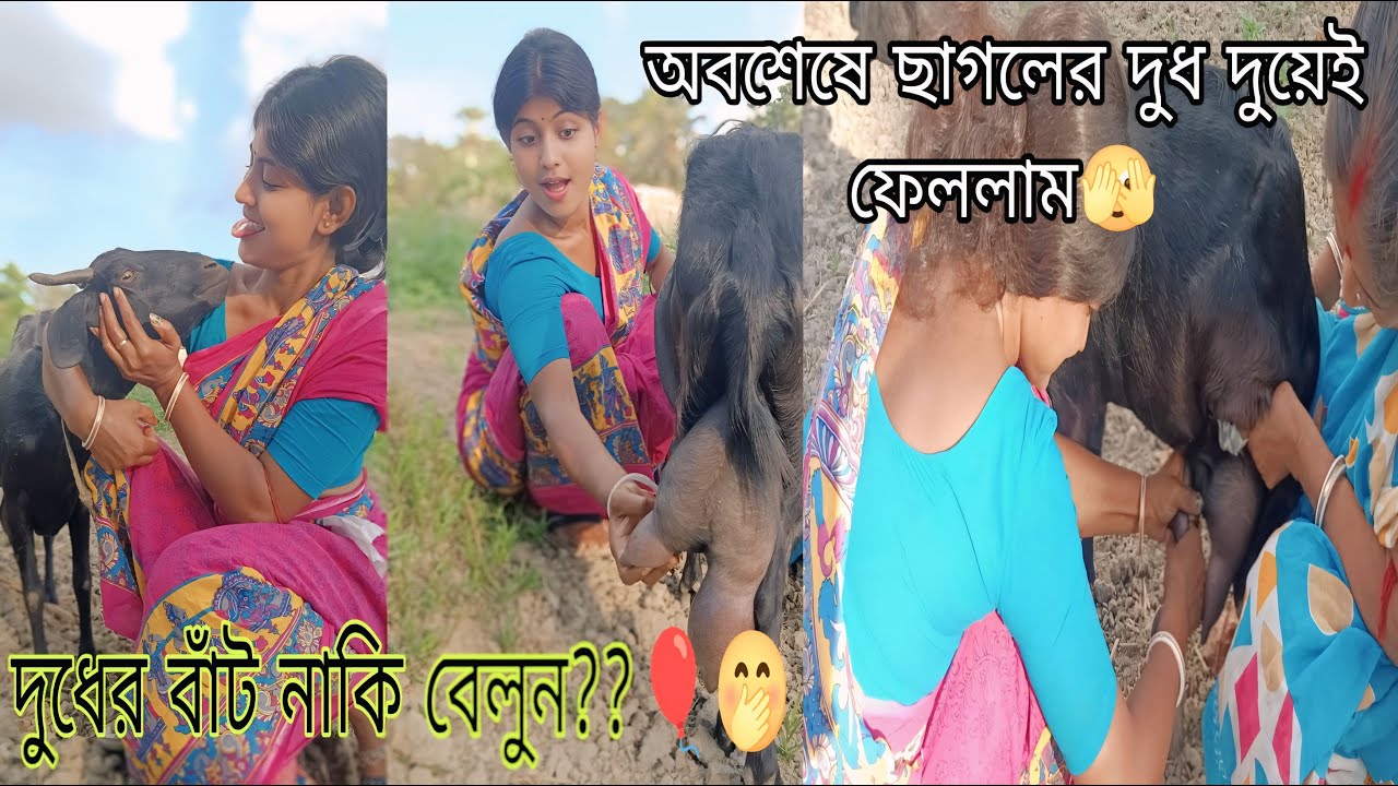 অবশেষে ছাগলের দুধ দুয়েই ফেললাম🐐🤪 ||দুধের বাঁট নাকি বেলুন🎈🤭 ||Goat Milking Video @rajuandbarnavlogs