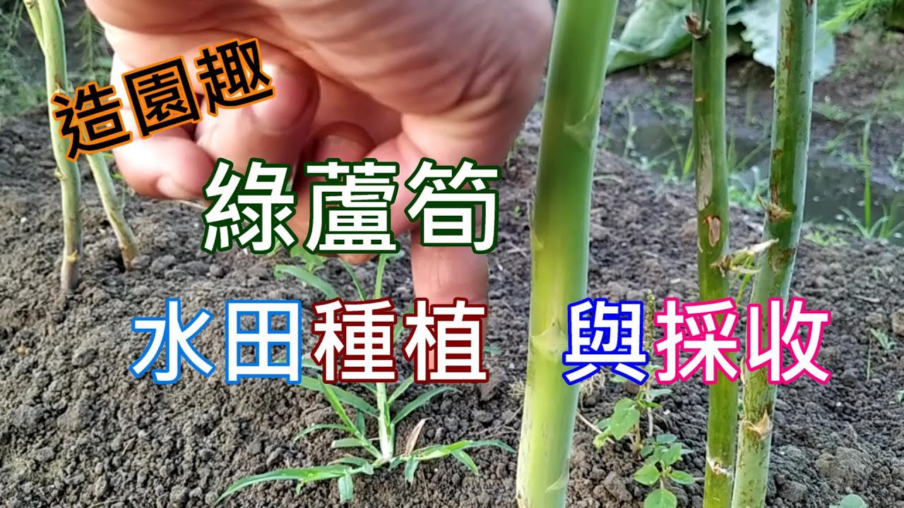 [造園趣]07_6 水田下蘆筍種植實測效果 傳言蘆筍兩年才有辦法採收 正確合理的說明 可能應該是大豐收 不到一年的種植 就已經有相當滿意的成果了..繼續努力