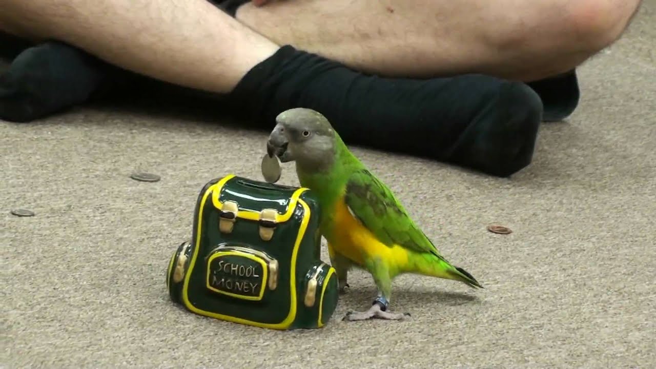 Kili Senegal Parrot - Coins to Piggy Bank Trick