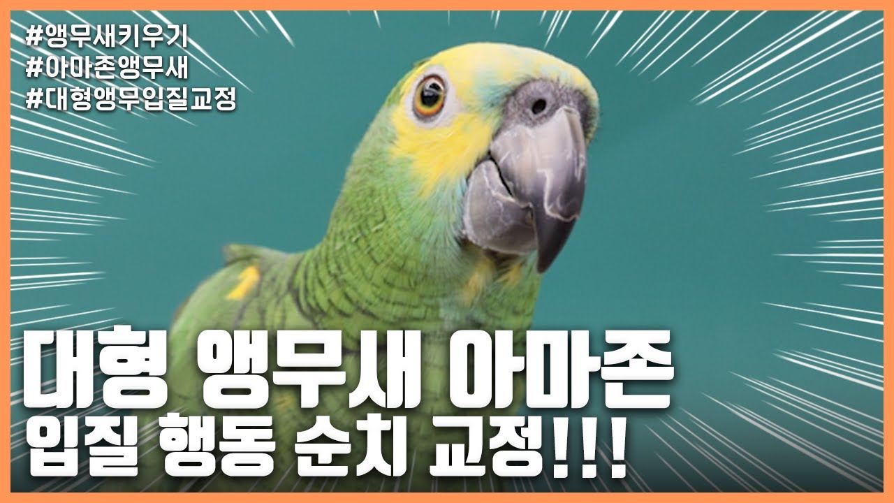 [앵무새키우기] 대형 앵무새 아마존 입질 행동 순치 교정!!!