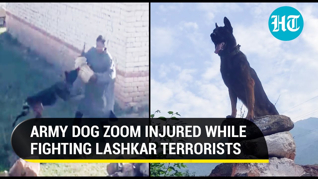 J&K: Indian Army's dog Zoom hurt in encounter; Fought terrorists even after being shot twice