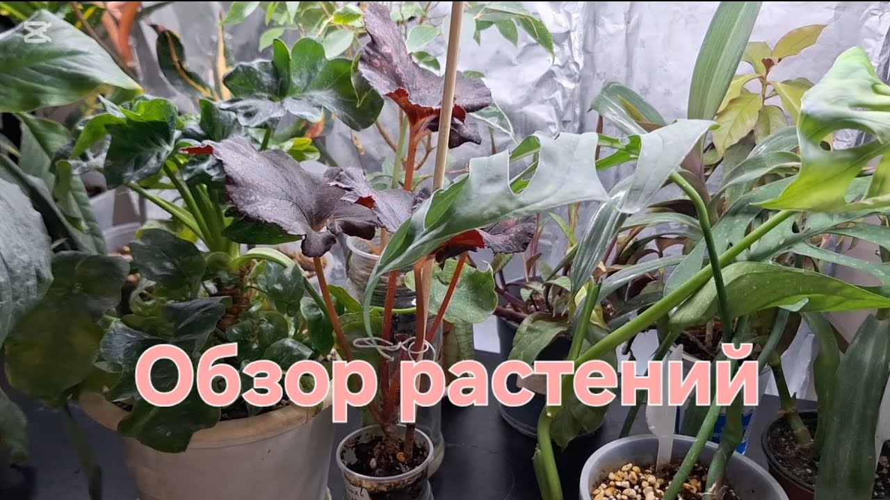 Обзор растений на одной полке. Полив.