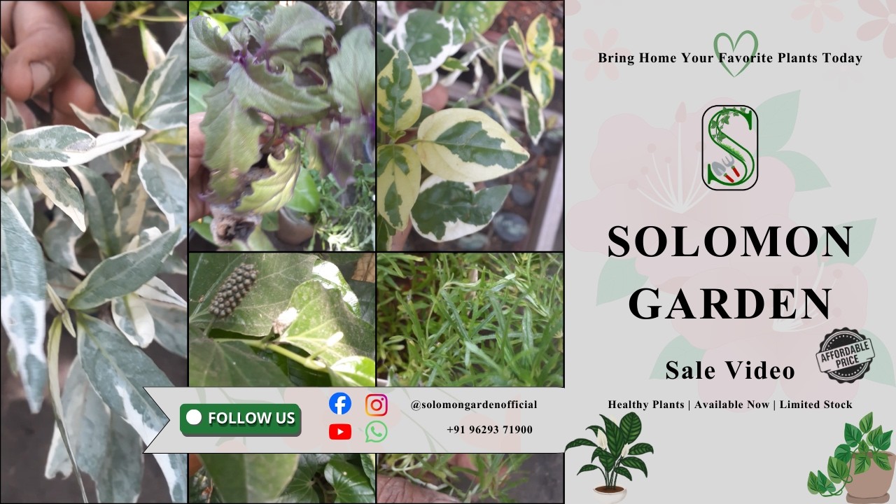Do You Believe These plants are Home grown 😱 | Plant Sale #sale #gardening 