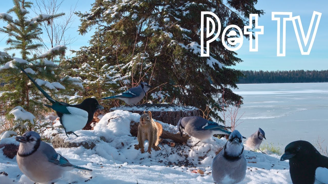 Birds by the Frozen Lake 🐿️ 8 Hours of Relaxing Nature - Cat TV • Dog TV