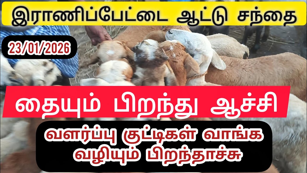 இராணிப்பேட்டை ஆட்டு சந்தை(23-01-2026) #aatusanthai#pannai#goatmarket#sheepmarket#ranipetnews#ranipet