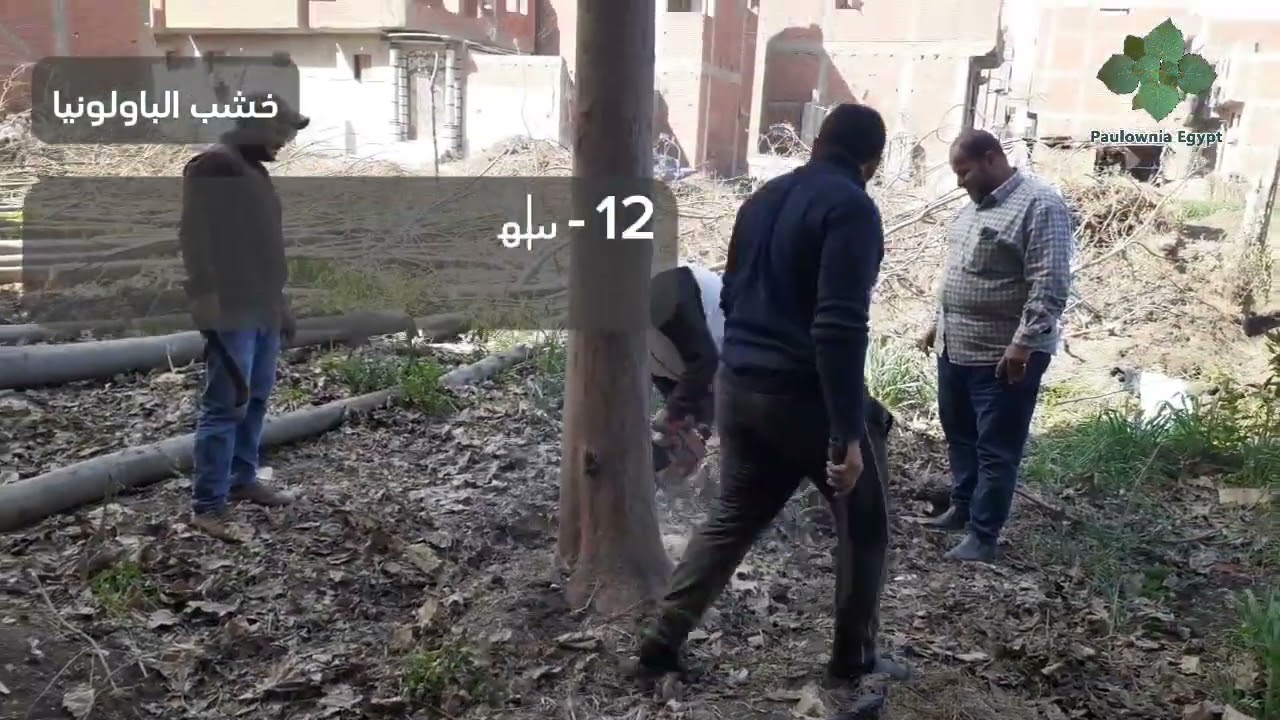 تصوير حى لنشر شجر باولونيا عرابى على ارض الواقع على الطبيعه تابعونا
