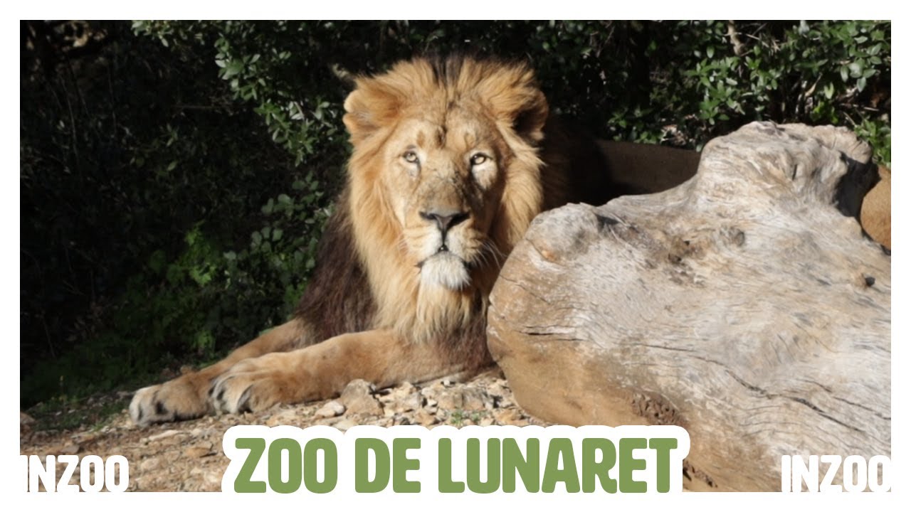 INZOO ÉPISODE 3 - Je visite le parc zoologique de Montpellier !