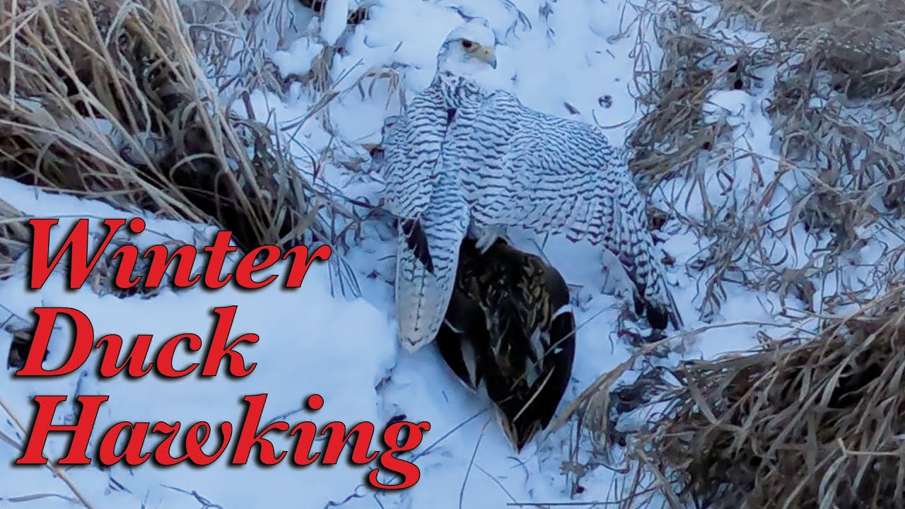 Winter Duck Hawking (December 1, 2025)