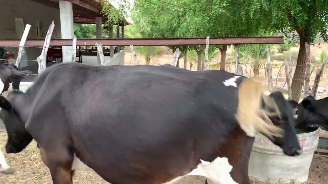 Água está um pouco difícil 