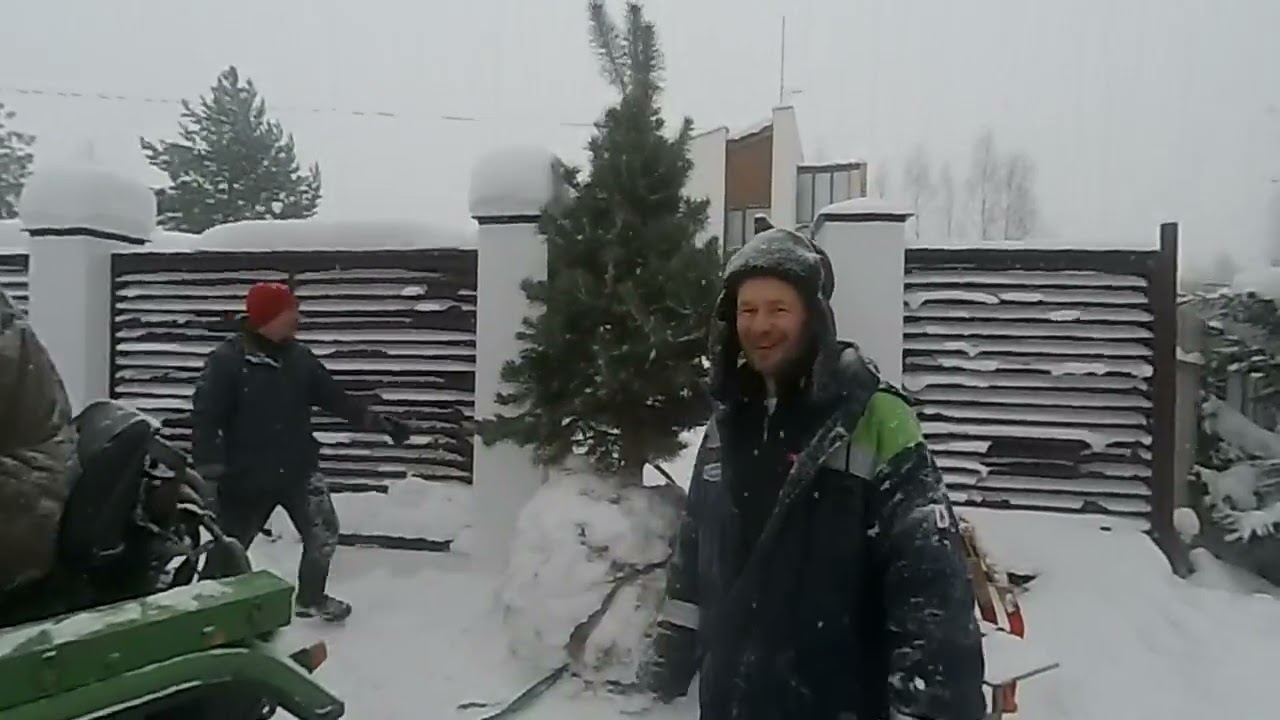 садим сосну в декабре