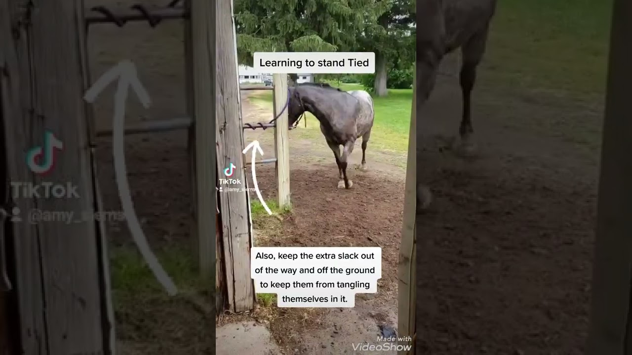 Teaching a Horse to Stand Tied