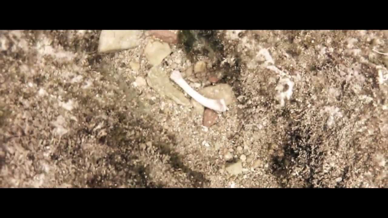 Cael 8 - Liquid World - Musician song - Folk music